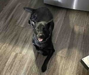 Black german shepherd labrador retriever mix dog for adoption in fayetteville georgia – meet gunner