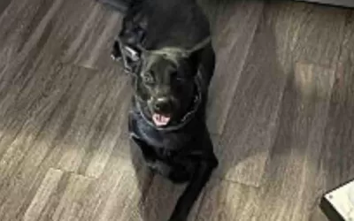 Black german shepherd labrador retriever mix dog for adoption in fayetteville georgia – meet gunner