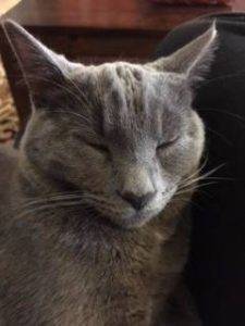 Misty russian blue kitten for adoption cleveland ohio 4