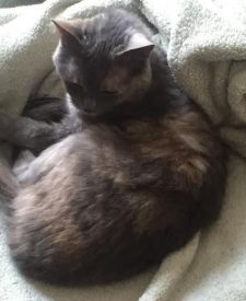 Sweet Misty – Adorable Loveable Calico Cat Seeks Quiet Home With Loving Owners – North Haven CT