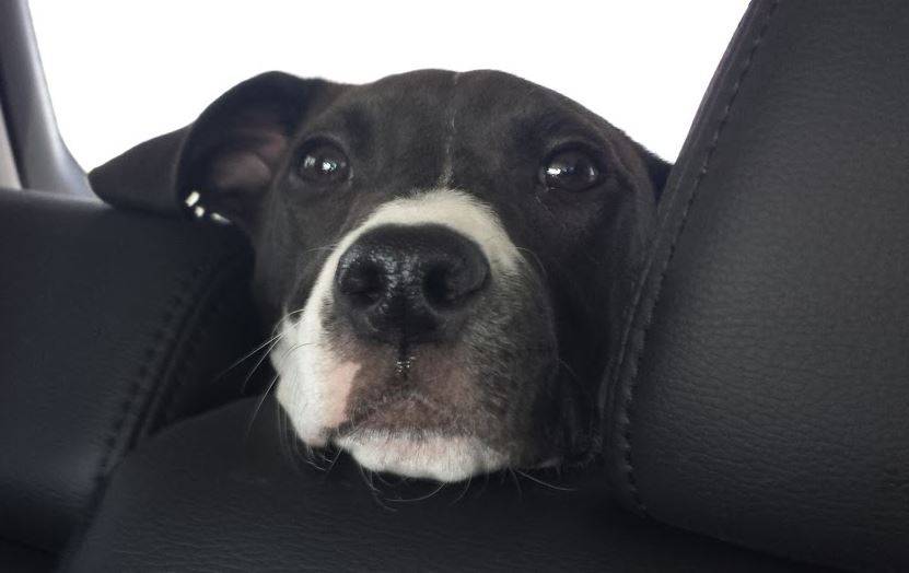Adopted – german shorthaired pointer – labrador retriever mix dog in thornton, colorado