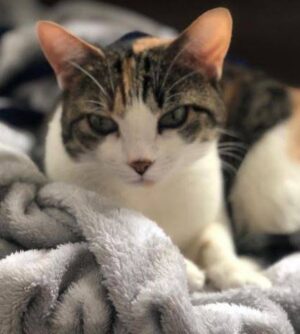 Mog - Tuxedo Tabby And White Cat For Adoption In Brooklyn NY 1