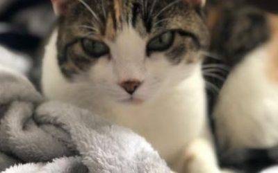 Brooklyn ny – female torbie tuxedo cat for private adoption – meet marvelous mog