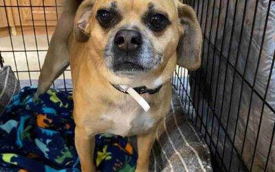 Adorable puggle for adoption in lillington nc – supplies included – adopt moglie