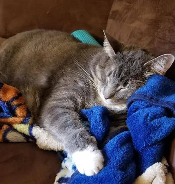 Mohawk - Grey Tabby Tuxedo Cat For Adoption Denver CO 2