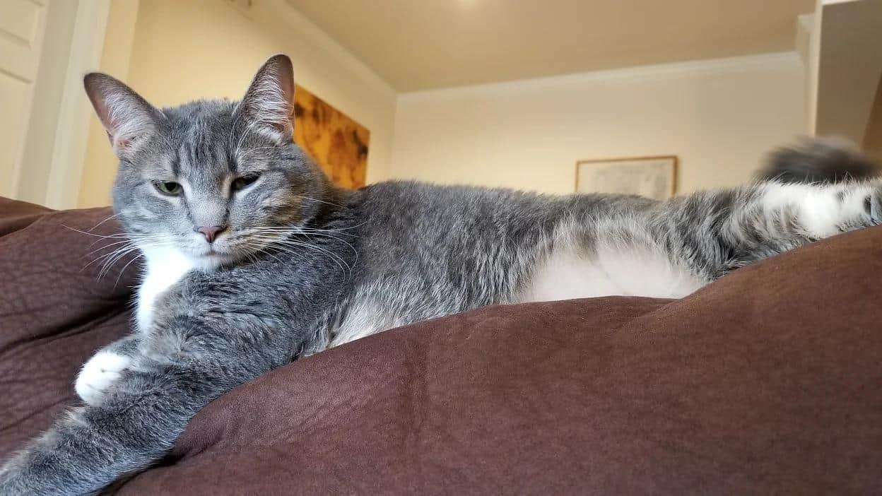 Grey Tabby Tuxedo Cat For Adoption in Denver CO Adopt Mohawk