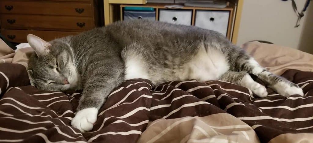 Mohawk - grey tabby tuxedo cat for adoption denver co 2