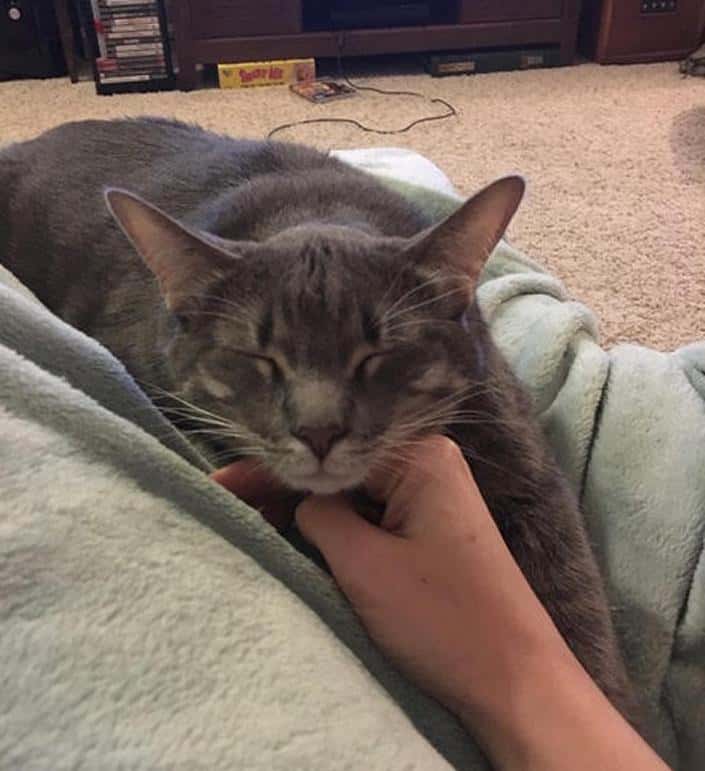 grey tabby kitten for adoption