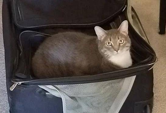 Mohawk - grey tabby tuxedo cat for adoption denver co 2