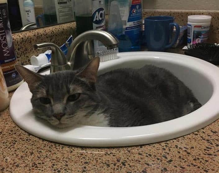 Grey Tabby Tuxedo Cat For Adoption in Denver CO - Adopt Mohawk
