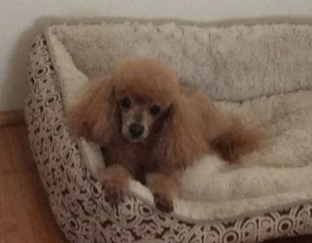 Honolulu hi - apricot toy poodle for adoption