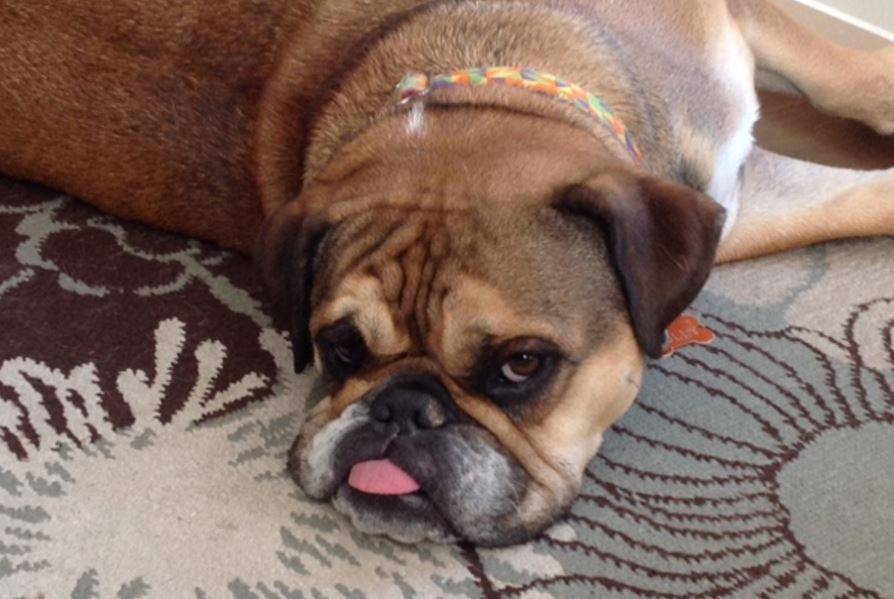 Molly - english bulldog for adoption in calgary ab 2