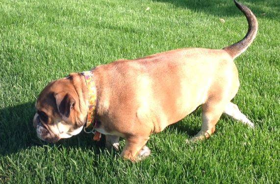 Molly - english bulldog for adoption in calgary ab 2