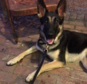 Molly - german shepherd for adoption in nashville tn