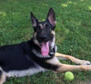 Molly - german shepherd for adoption in nashville tn