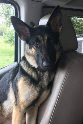 Molly - German Shepherd For Adoption in Nashville TN