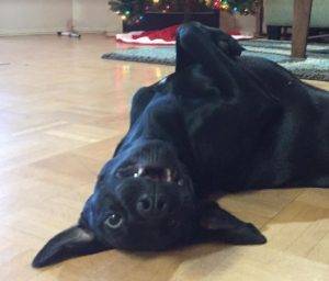 Labrador retriever – pointer mix dog for adoption in san antonio – adopt molly today!