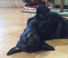 Molly - Lab Mix For Adoption in San Antonio Texas