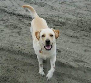 Adopted – molly – goldador (labrador retriever golden retriever mix) dog   seattle wa