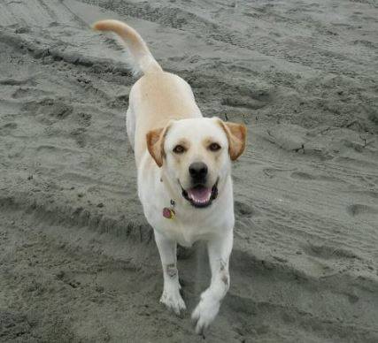 Molly - Labrador Retriever Golden Retriever Mix Dog For Adoption Near Seattle
