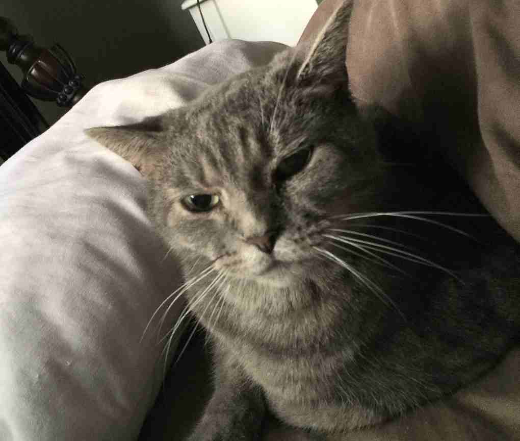 Tabby cat to adopt in murfreesboro tn - meet molly
