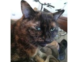 A Tortoiseshell Cat For Adoption In Saskatoon SK