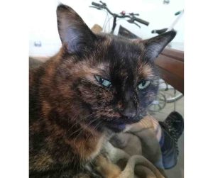 A tortoiseshell cat for adoption in Saskatoon SK