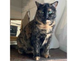 A Tortoiseshell Cat For Adoption In Saskatoon SK