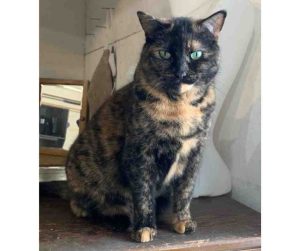 A tortoiseshell cat for adoption in Saskatoon SK