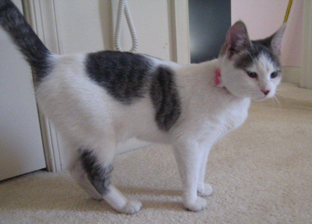 Mona tuxedo tabby cat adoption va 2
