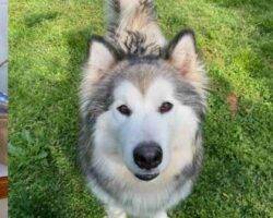 Montu sehkmet alaskan malamutes adoption manassas va 1 (8)