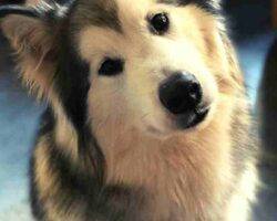 Montu sehkmet alaskan malamutes adoption manassas va 1 (8)