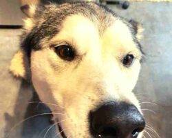 Montu sehkmet alaskan malamutes adoption manassas va 1 (8)