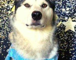 Montu sehkmet alaskan malamutes adoption manassas va 1 (8)