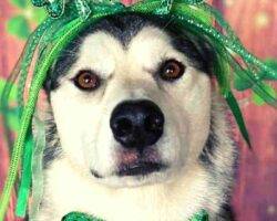 Montu sehkmet alaskan malamutes adoption manassas va 1 (8)