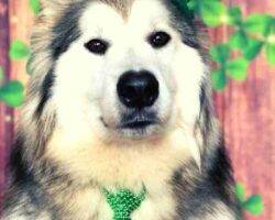 Montu sehkmet alaskan malamutes adoption manassas va 1 (8)
