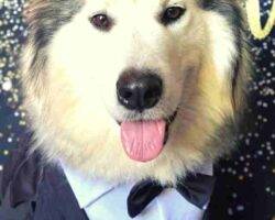 Montu sehkmet alaskan malamutes adoption manassas va 1 (8)