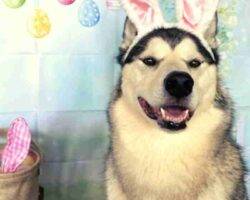 Montu sehkmet alaskan malamutes adoption manassas va 1 (8)