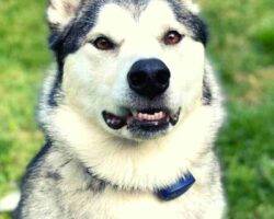 Montu sehkmet alaskan malamutes adoption manassas va 1 (8)