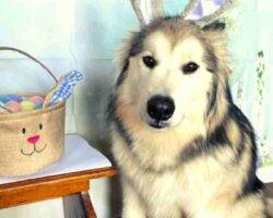 Montu sehkmet alaskan malamutes adoption manassas va 1 (8)