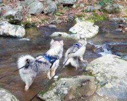 Montu sehkmet alaskan malamutes adoption manassas va 1 (8)