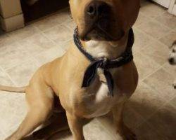 Monty - amstaff english mastiff mix for adoption seattle