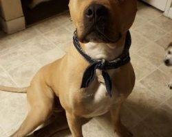 Monty - amstaff english mastiff mix for adoption seattle