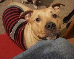 Monty - amstaff english mastiff mix for adoption seattle