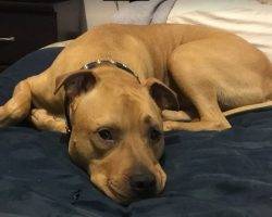 Monty - amstaff english mastiff mix for adoption seattle