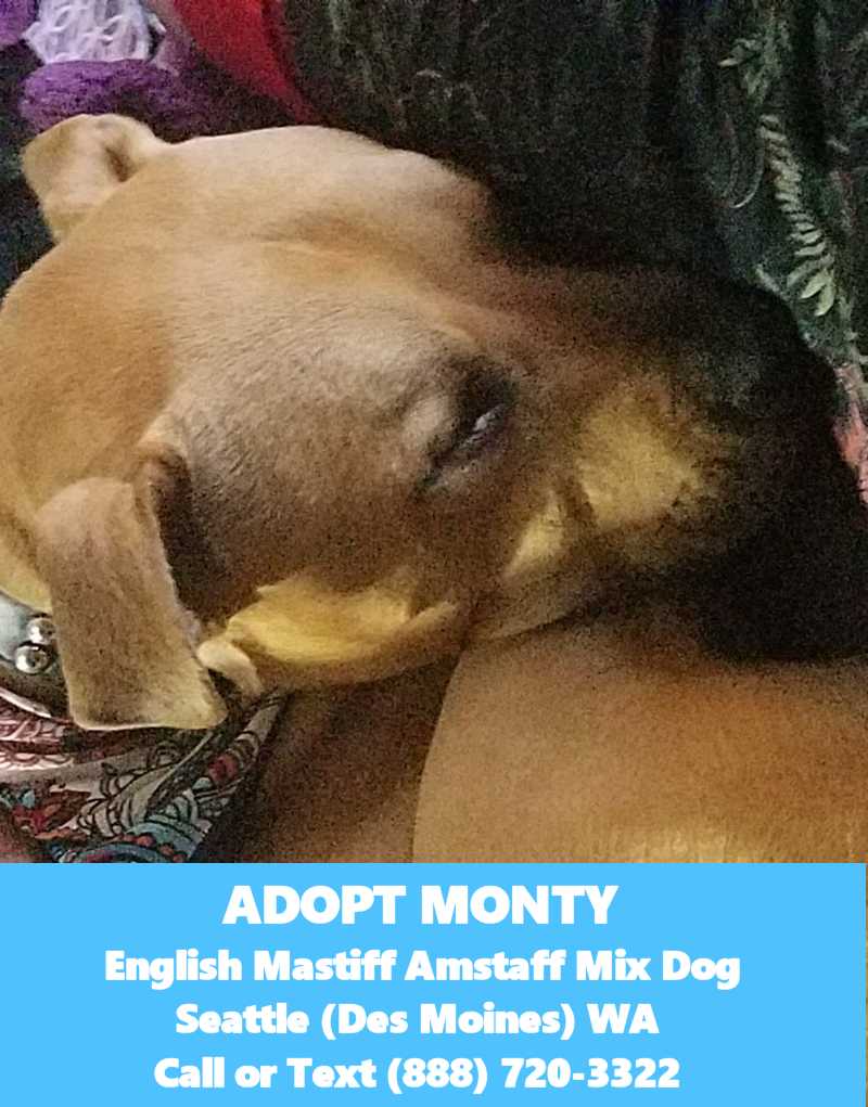 Monty english mastiff mix dog for adoption seatttle wa 4