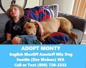 English mastiff amstaff mix dog for adoption seattle – meet monty
