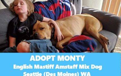 English Mastiff Amstaff Mix Dog For Adoption Seattle – Meet Monty