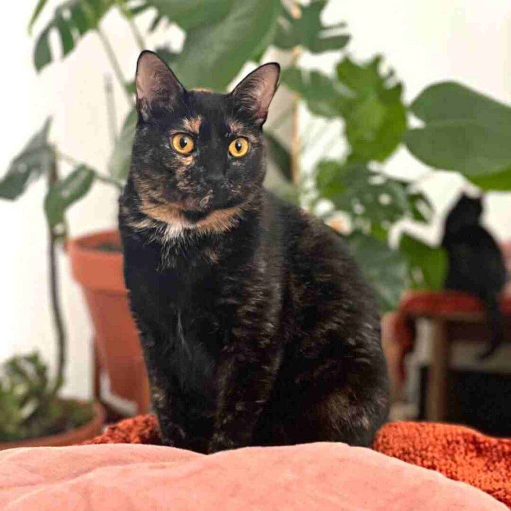 Moo moo tortoiseshell cat adoption houston tx (2)