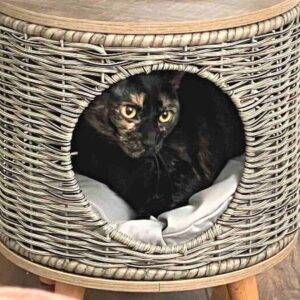 Gorgeous tortoiseshell cat for adoption in conroe tx – supplies included – adopt moo moo